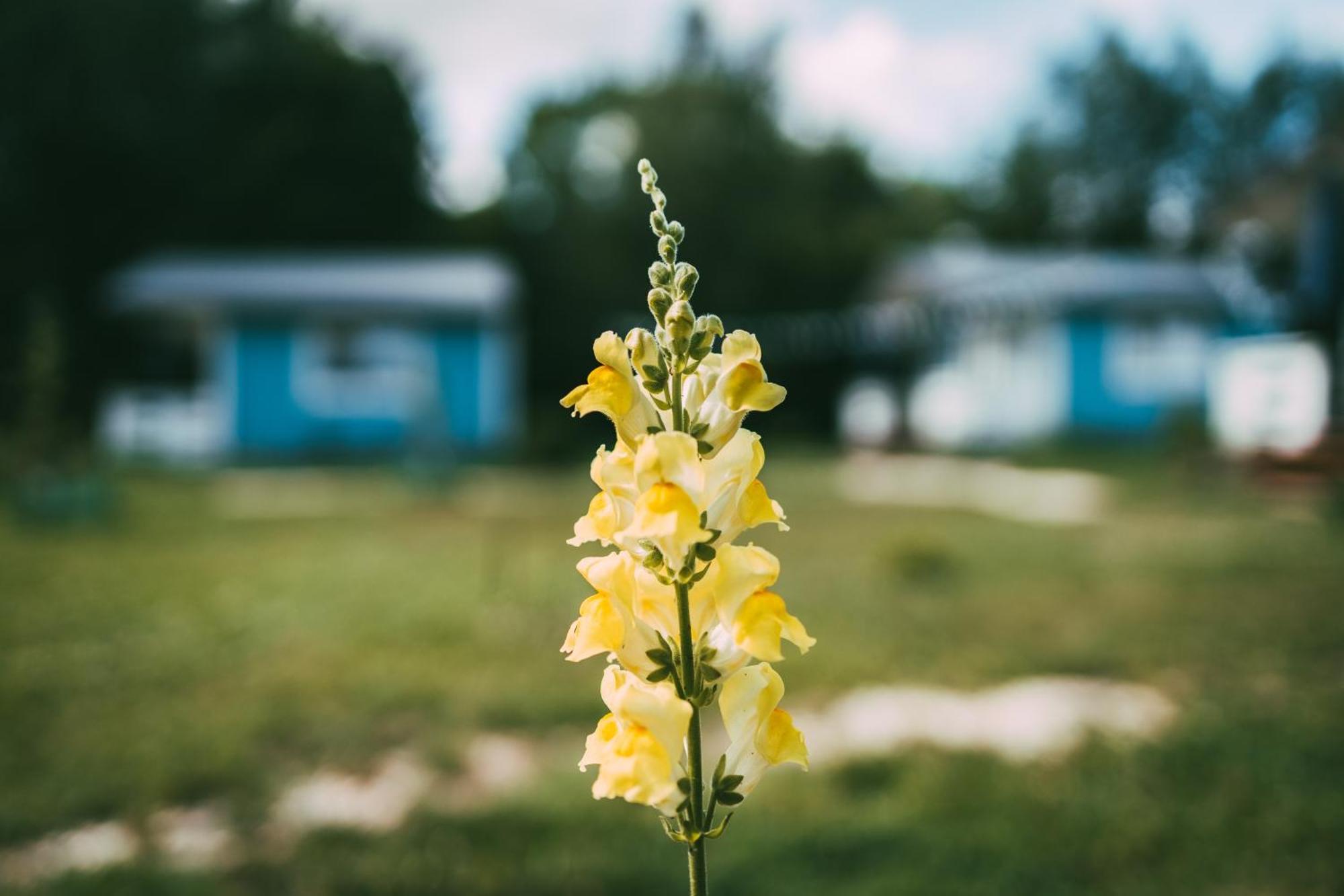 Domek Caloroczny Na Wylacznosc Niebieska Osada Nad Gorskim Potokiem Stary Waliszow 외부 사진